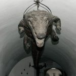 11 – Präpariertes Krokodil im Haus Samtgasse